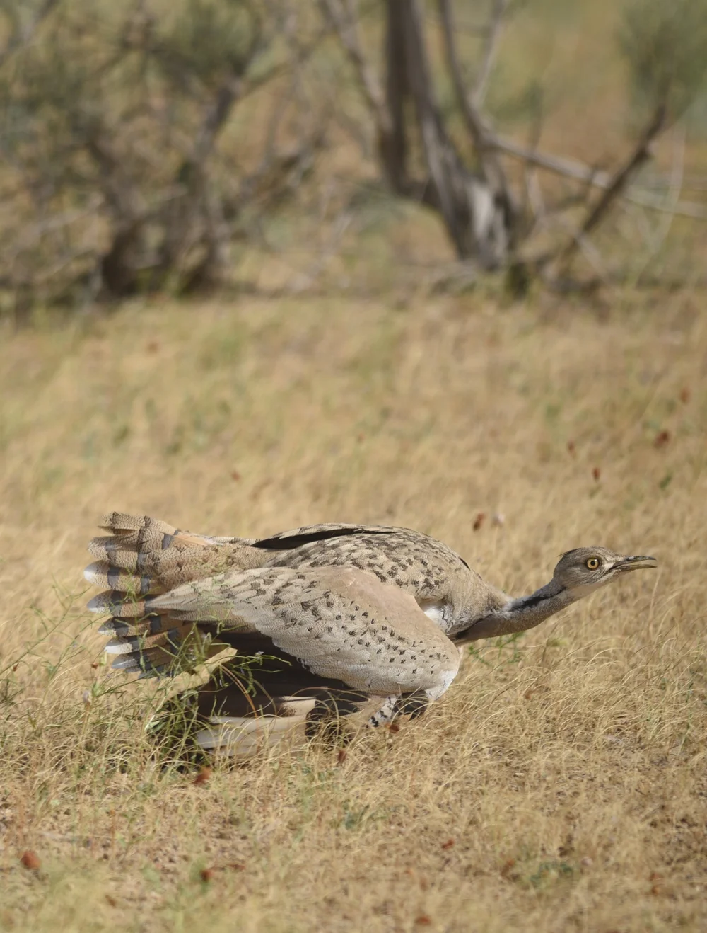 Pretty+Bustard.JPG?format=1000w